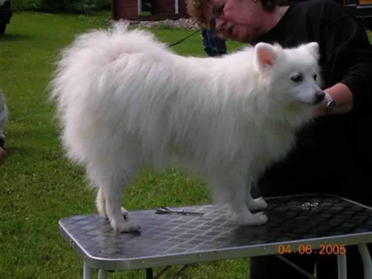 Japansk spids Rina R.I.P min søde - bare de nu ikke klipper forkert. Rina bliver gjort fin billede 16