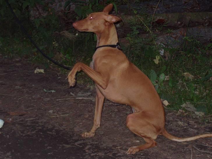 Pharaohound beate billede 20