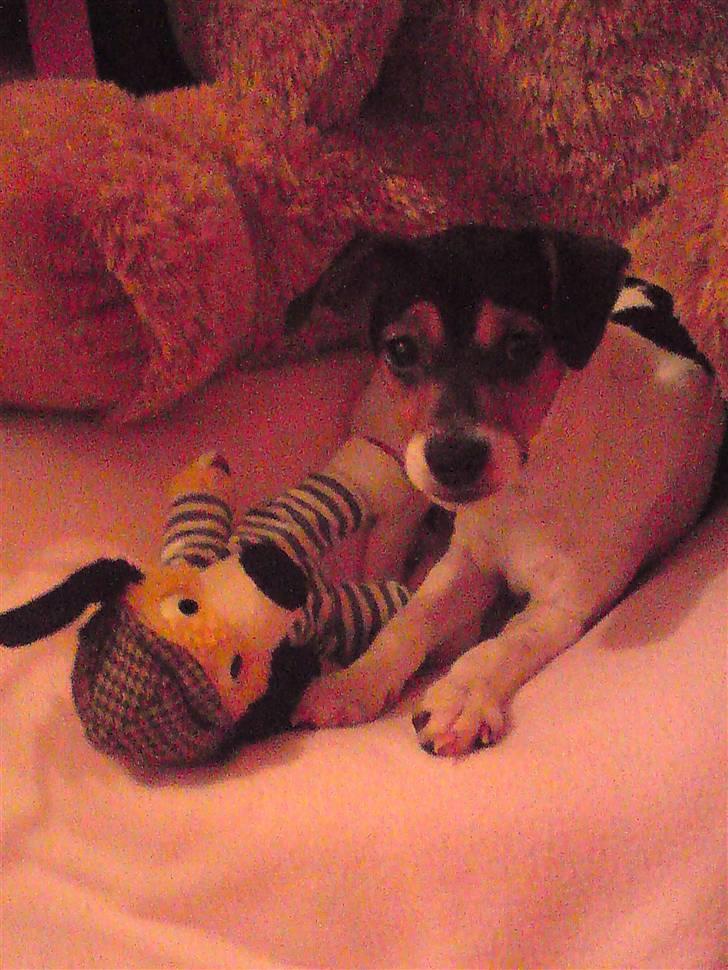 Dansk svensk gaardhund Pusle - PRINSESSE PUSLE billede 1