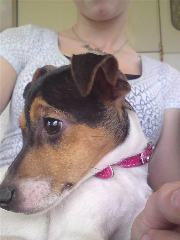 Dansk svensk gaardhund Pusle billede 2