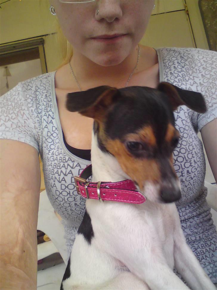 Dansk svensk gaardhund Pusle billede 3