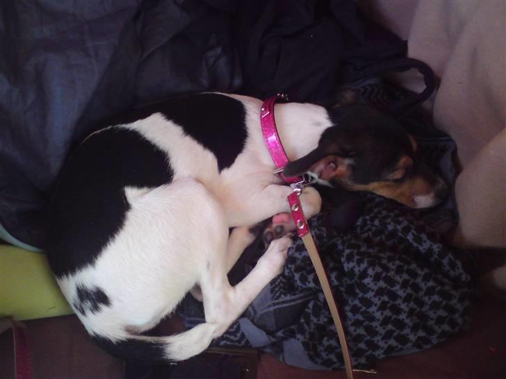 Dansk svensk gaardhund Pusle billede 4