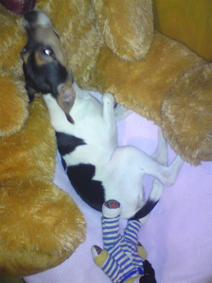 Dansk svensk gaardhund Pusle billede 5