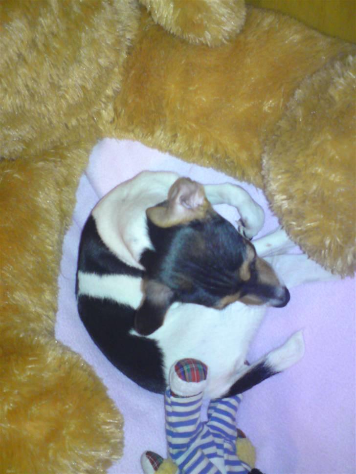 Dansk svensk gaardhund Pusle billede 6