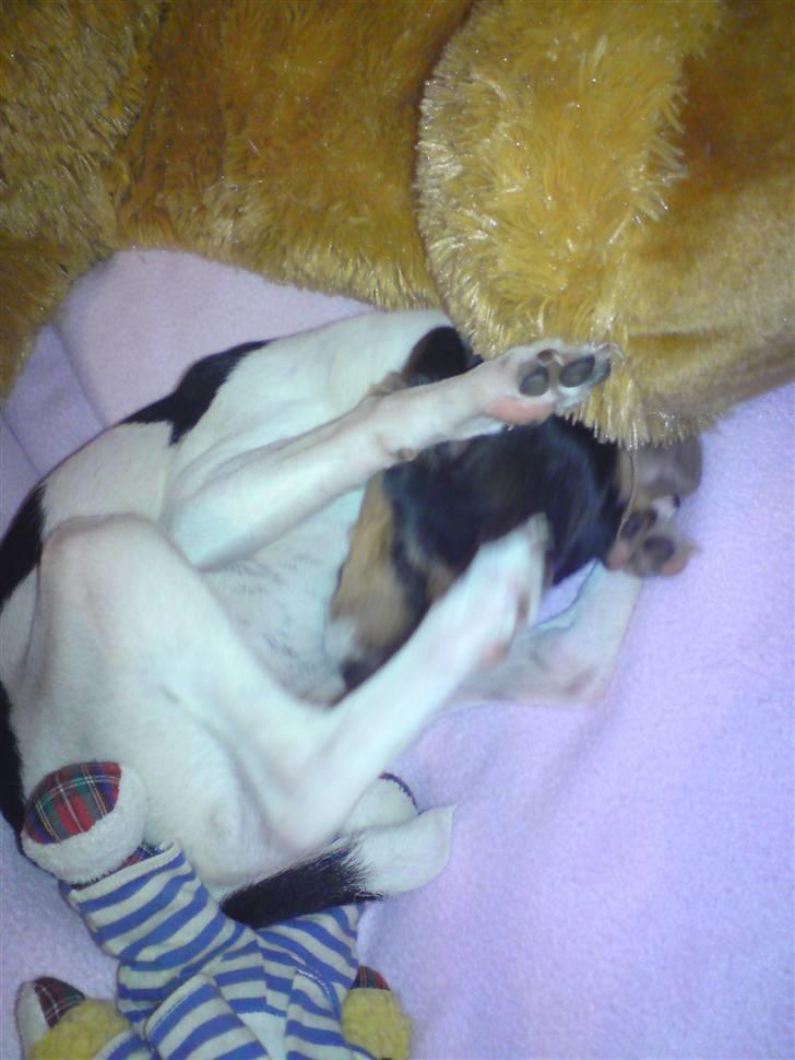 Dansk svensk gaardhund Pusle billede 7