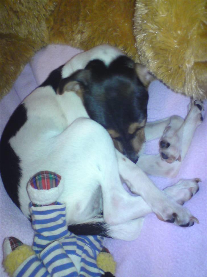 Dansk svensk gaardhund Pusle billede 8