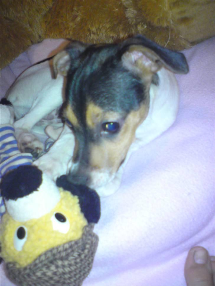 Dansk svensk gaardhund Pusle billede 9