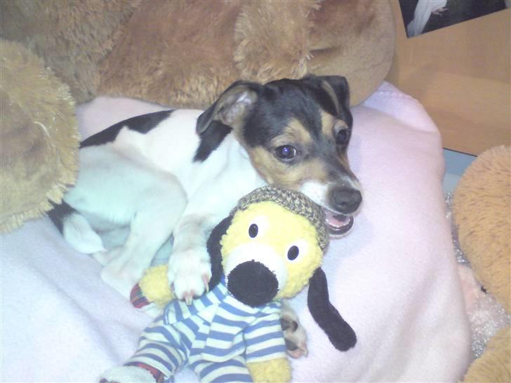 Dansk svensk gaardhund Pusle billede 10