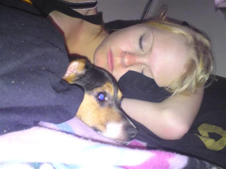 Dansk svensk gaardhund Pusle billede 11