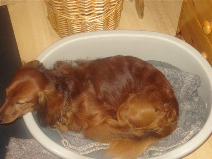 Gravhund Basse - efter en lang tur til stranden.... er jeg helt død billede 6