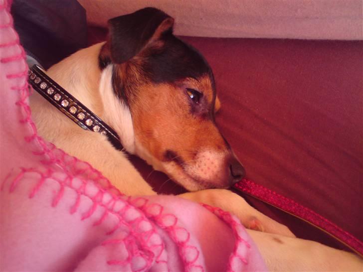 Dansk svensk gaardhund Pusle billede 13