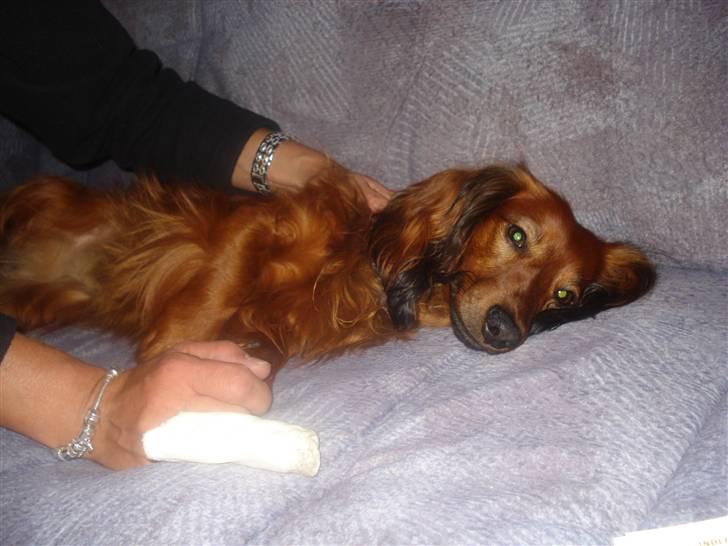 Gravhund Basse billede 7