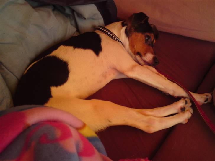 Dansk svensk gaardhund Pusle billede 14