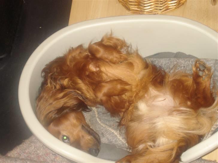 Gravhund Basse - når først jeg sover så sker det her altid!! billede 8