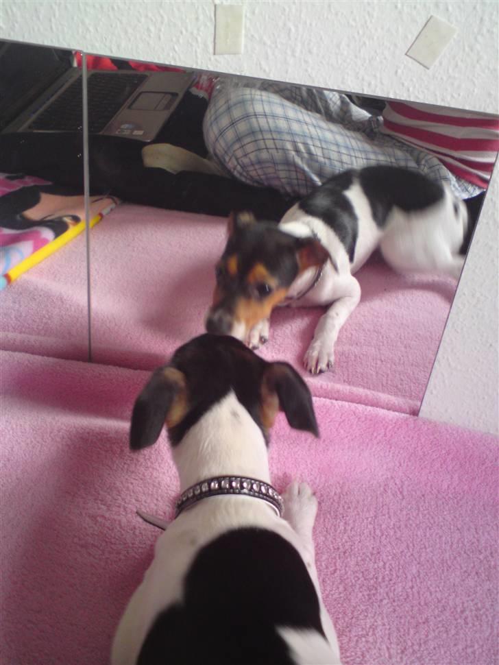 Dansk svensk gaardhund Pusle billede 15