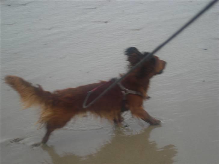 Gravhund Basse - er det mig eller blæser det lidt?? jeg flyver alså snart væk billede 10