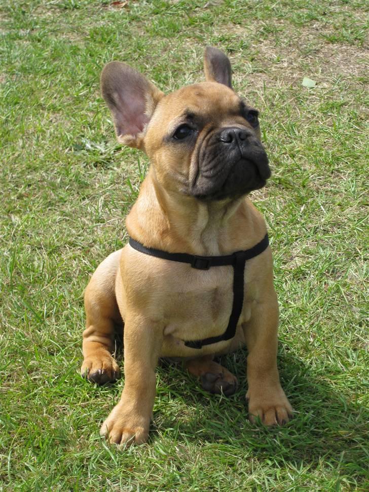 Fransk bulldog **Bosco** - 16 uger  billede 7