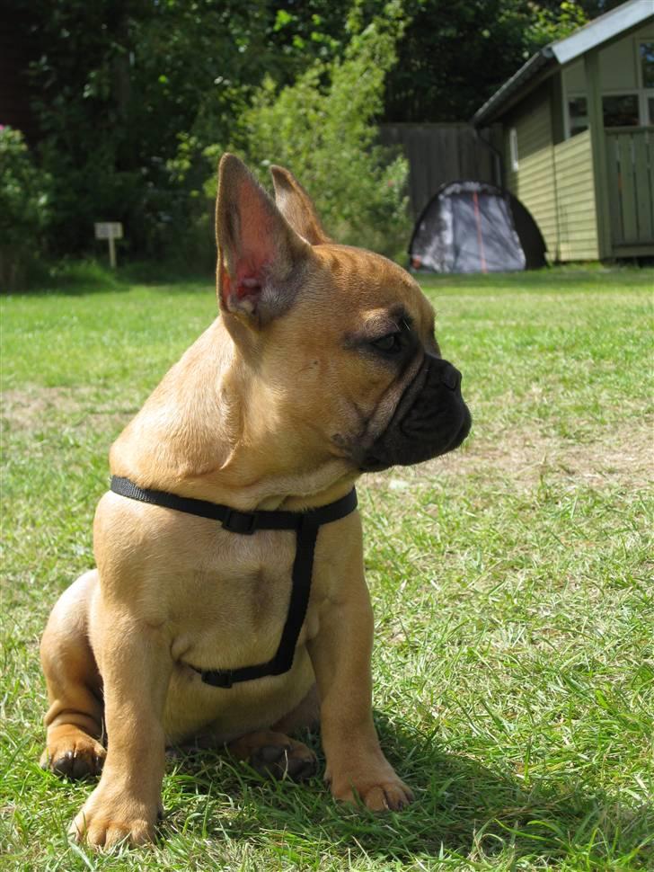 Fransk bulldog **Bosco** -  16 uger  billede 8