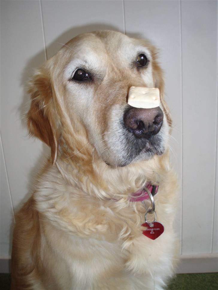 Golden retriever Caseih - Dyb koncentration billede 6