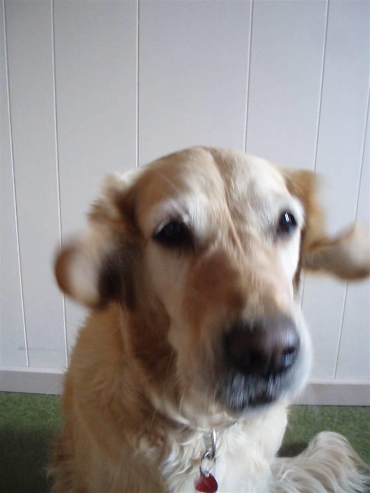 Golden retriever Caseih - Haps! Griber lige kiksen, der var på snuden billede 7