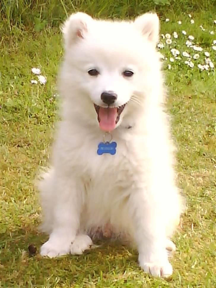 Japansk spids Mikka - Mikka 14 uger. billede 1