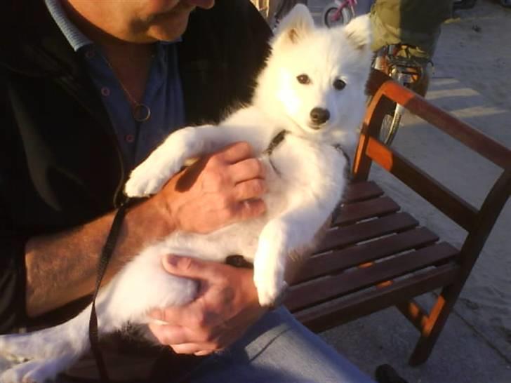 Japansk spids Mikka - Mikka 1 år. billede 2