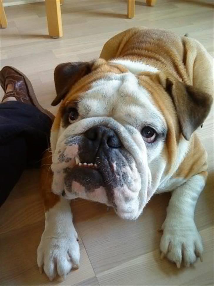 Engelsk bulldog Jørgen - fine hund billede 1