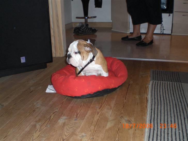Engelsk bulldog Jørgen - lige ankommet for 10 min siden.. uha vi ser hinanden an... :-) billede 2