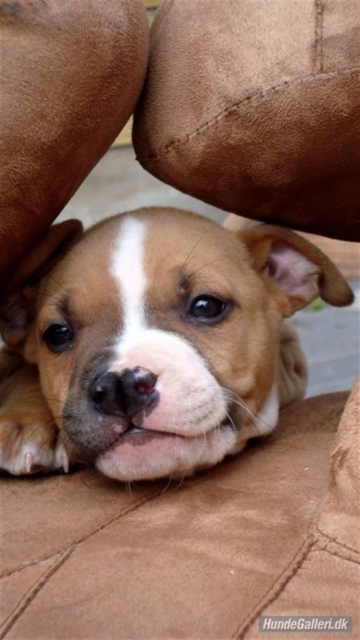 Amerikansk staffordshire terrier Bailey The Little Boss - Er jeg ikke sød? :) billede 1