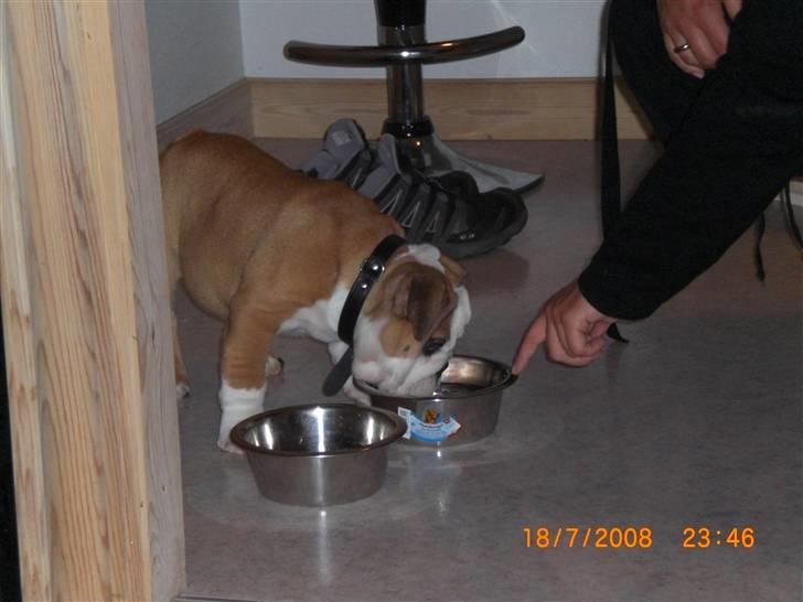 Engelsk bulldog Jørgen - lidt hjælp skulle der til... billede 3