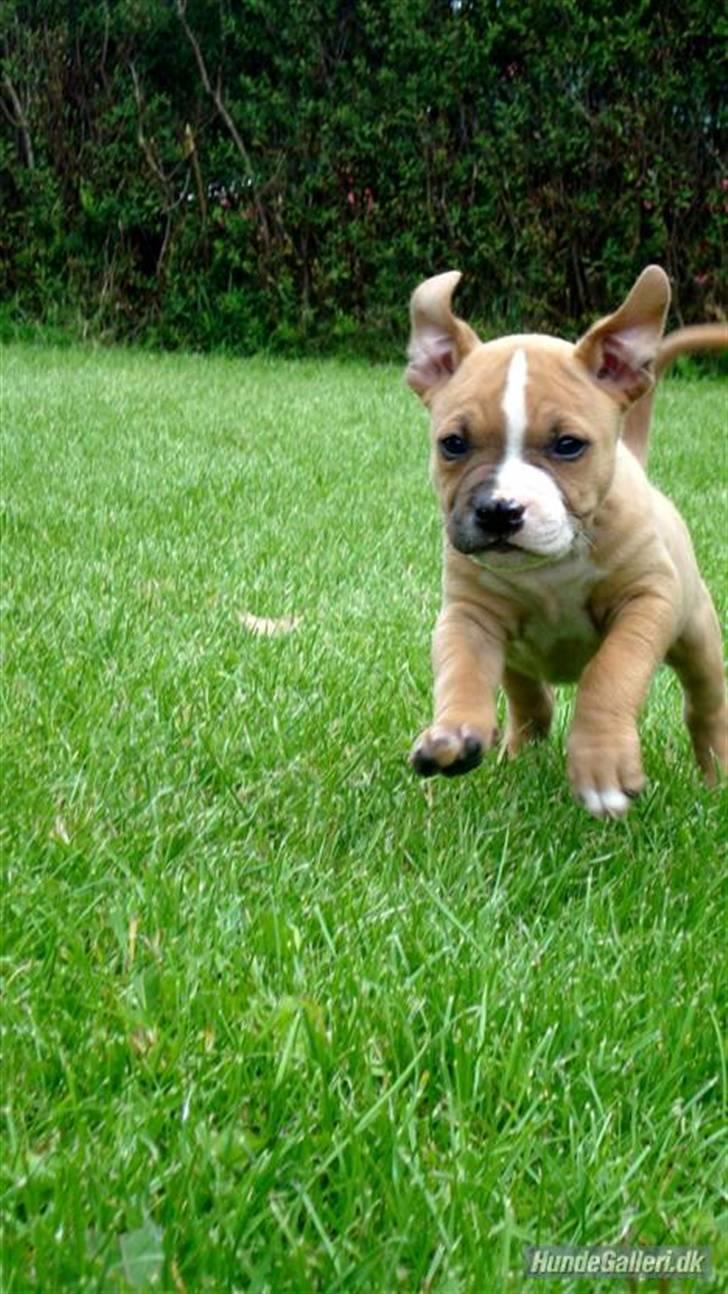 Amerikansk staffordshire terrier Bailey The Little Boss - i fuld fart :D billede 2