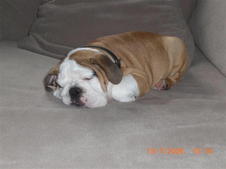 Engelsk bulldog Jørgen - vi fik ham kørt rigtig godt træt på græsset og 2 min senere....... billede 4