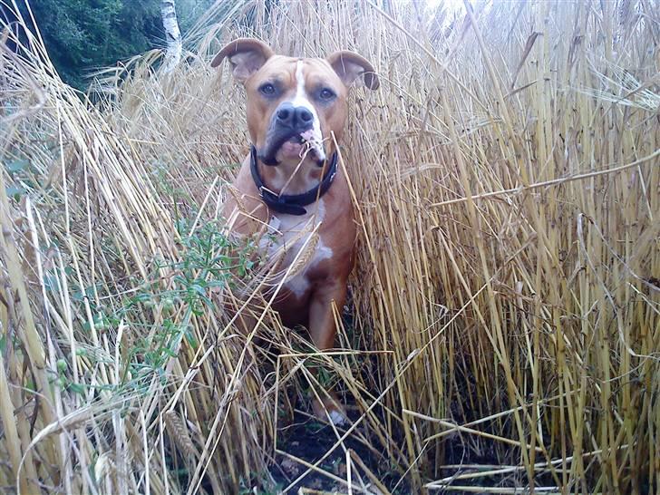 Amerikansk staffordshire terrier Bailey The Little Boss billede 3