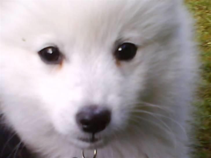 Japansk spids Mikka - Mikka 9 uger. billede 4