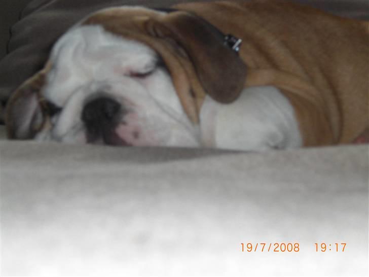 Engelsk bulldog Jørgen - findes der sødere ggggg billede 5