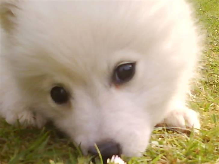 Japansk spids Mikka - Mikka 9 uger. billede 5