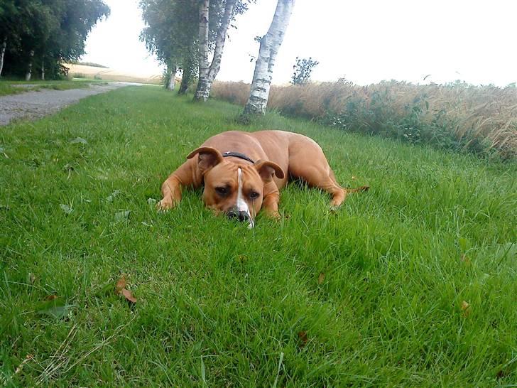 Amerikansk staffordshire terrier Bailey The Little Boss - Træt :) billede 4
