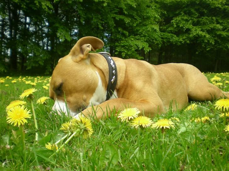 Amerikansk staffordshire terrier Bailey The Little Boss billede 5