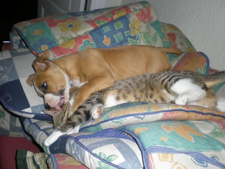 Amerikansk staffordshire terrier Bailey The Little Boss - mig og mis putter sammen :D billede 6