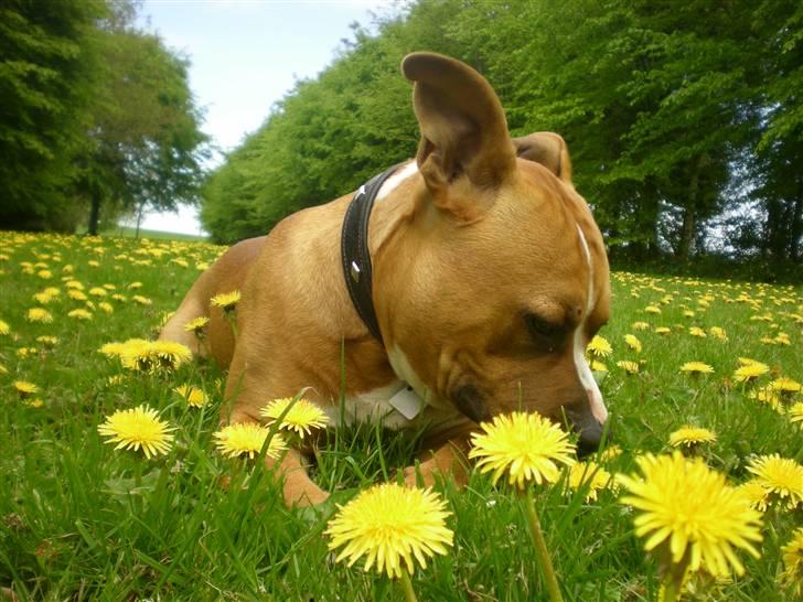 Amerikansk staffordshire terrier Bailey The Little Boss billede 7