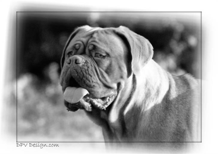 Dogue de bordeaux Sara - Sara 18 måneder gammel billede 1