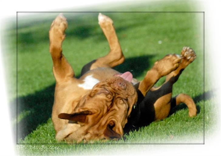 Dogue de bordeaux Sara billede 2