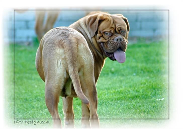 Dogue de bordeaux Sara billede 3