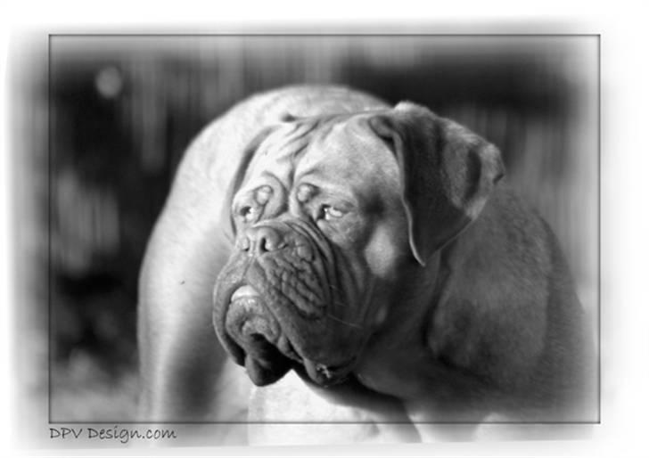 Dogue de bordeaux Sara billede 4