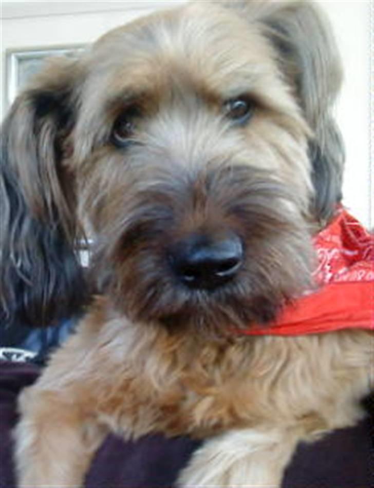 Briard Chili - hejsa =) billede 1