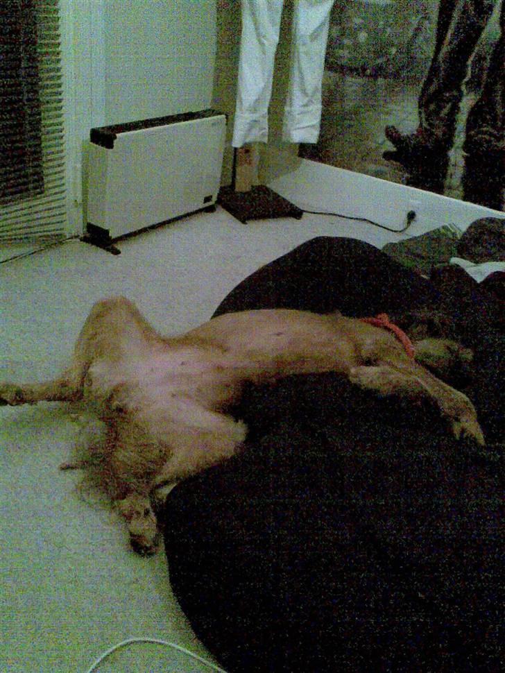 Briard Chili - zzzZZZzZZZZZzzzZZZ billede 7