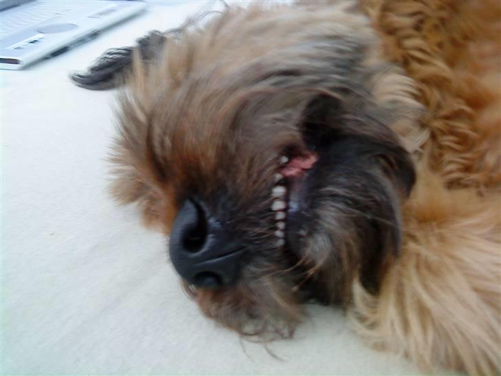 Briard Chili - er mine tænder ikk fine!! :B billede 9