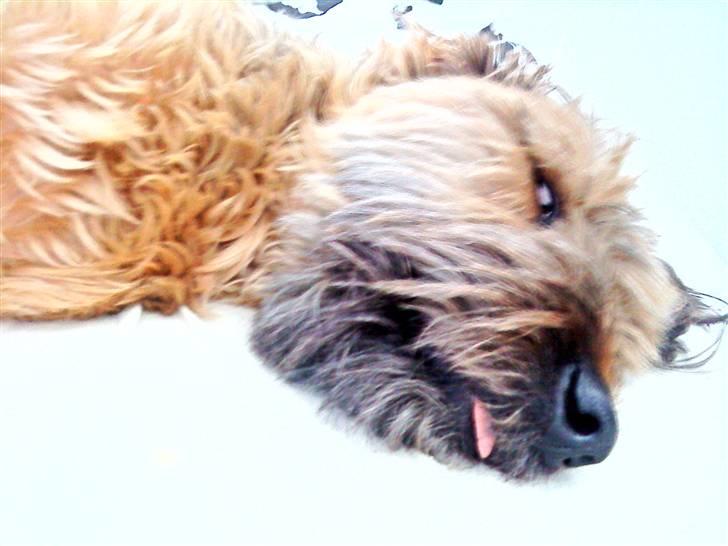 Briard Chili - tungen skal næsten altid ud ad munden når jeg sove, den er for lang! billede 10