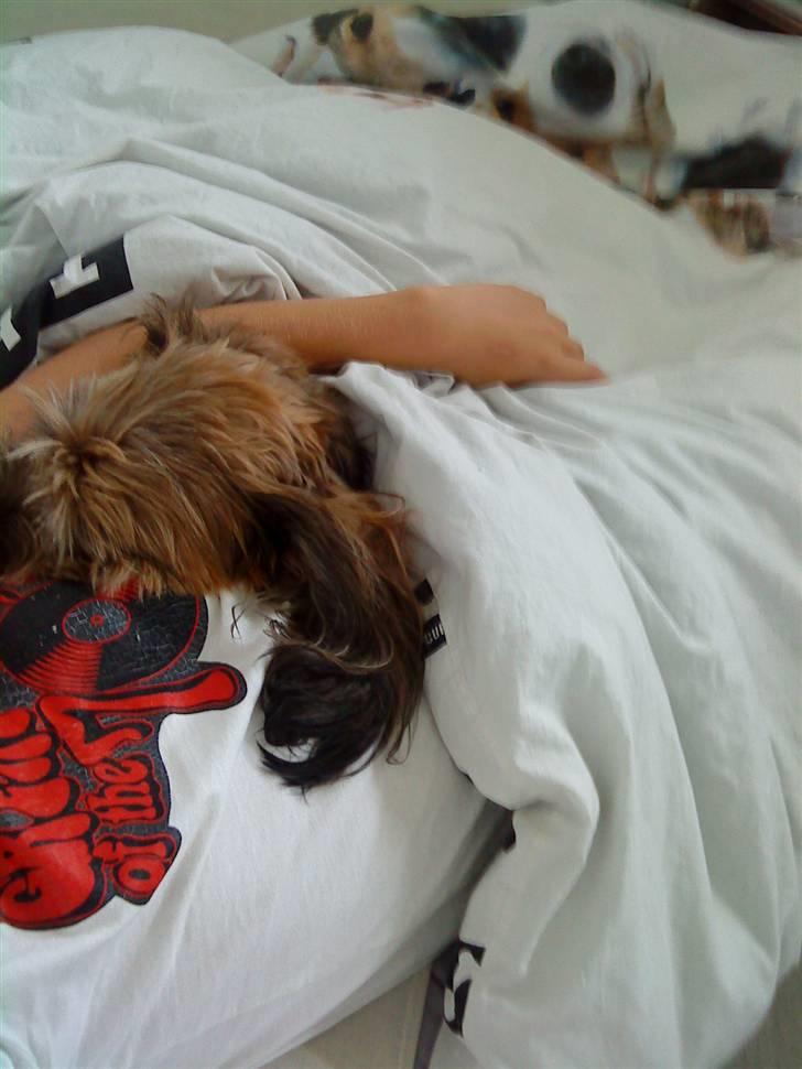 Briard Chili - hygger under dynen med sebastian .. billede 11