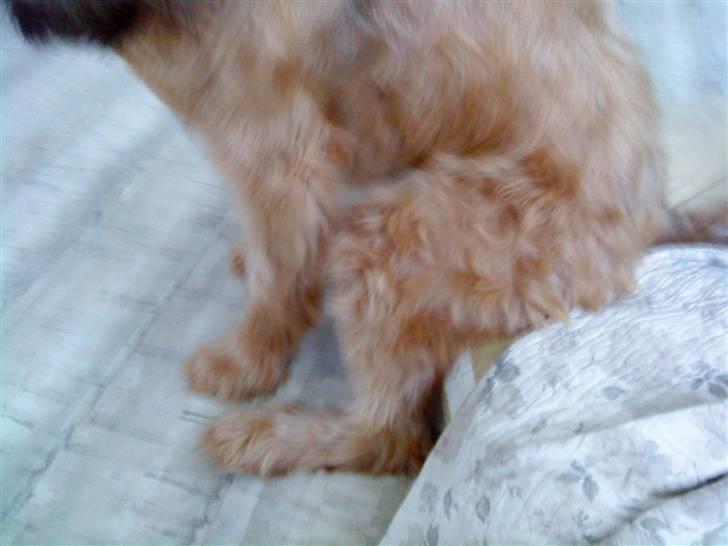 Briard Chili - elsker at sidde som mennesker x) billede 12